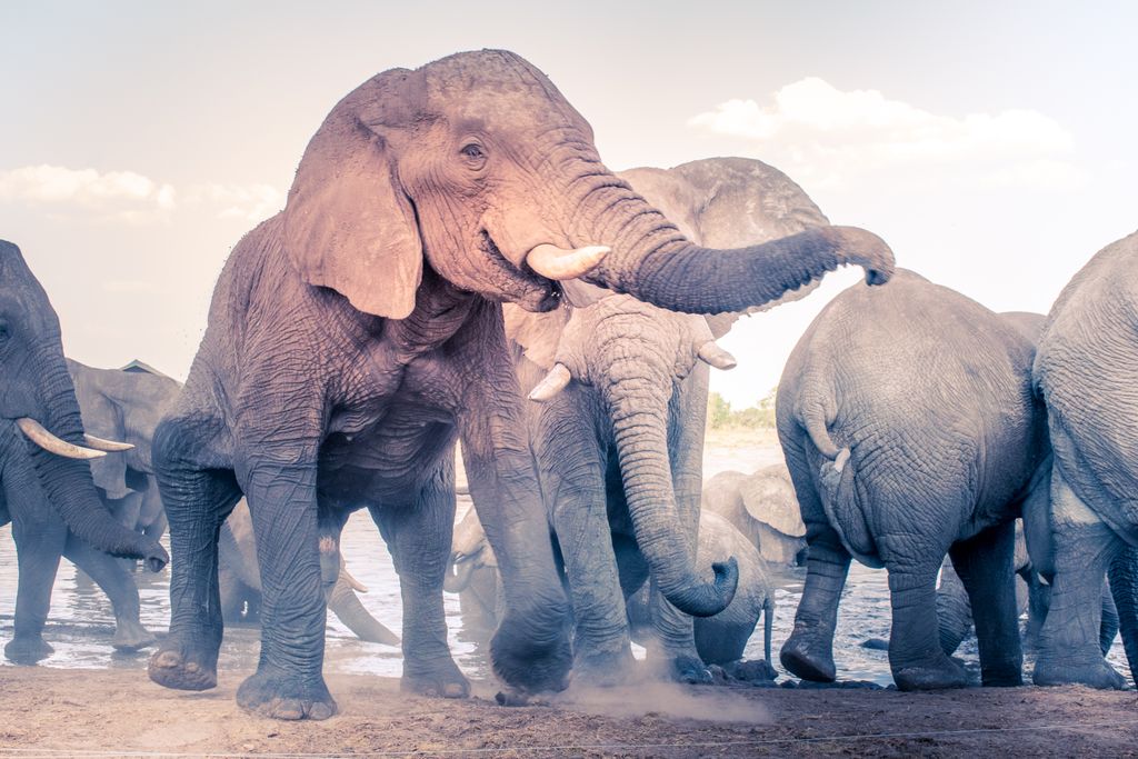 A group of African elephants enjoying a sunny day by the waterhole, showcasing their majestic presence.